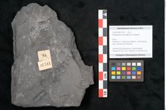 Foto (Objekt + Etikett) von Noeggerathia palmaeformis Goeppert (NHMW-GEO-2024-0188-10741)